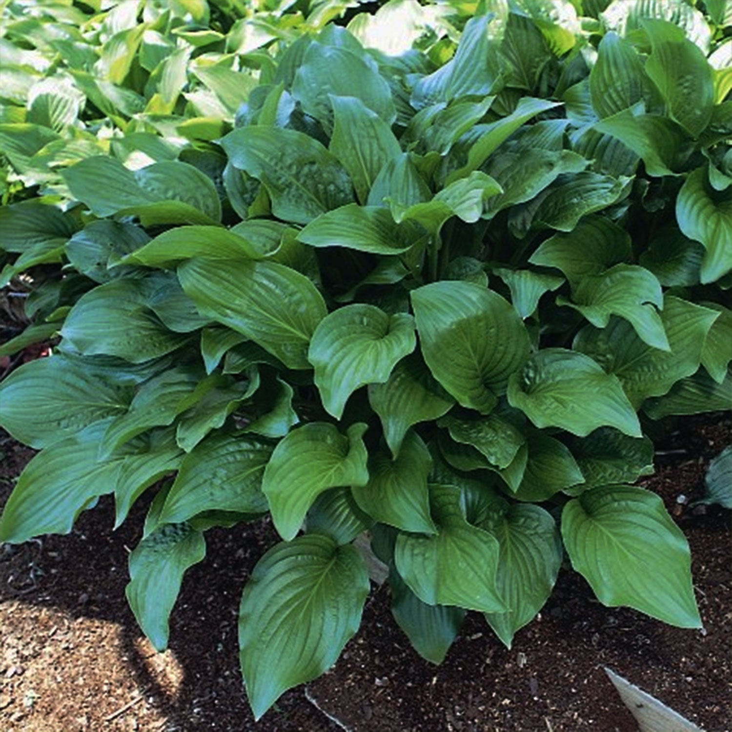 Royal Standard Plantain Lily