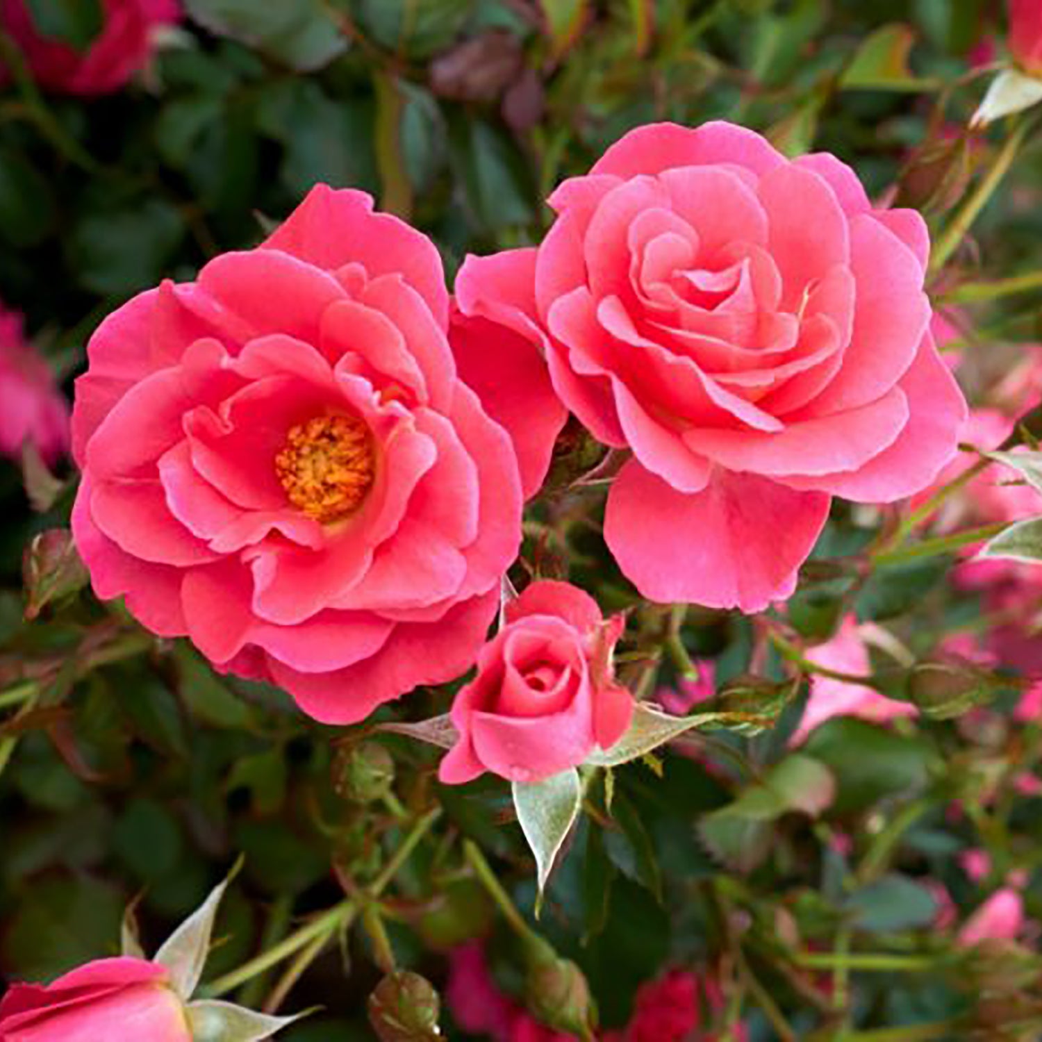 Aurora Borealis™ Shrub Rose