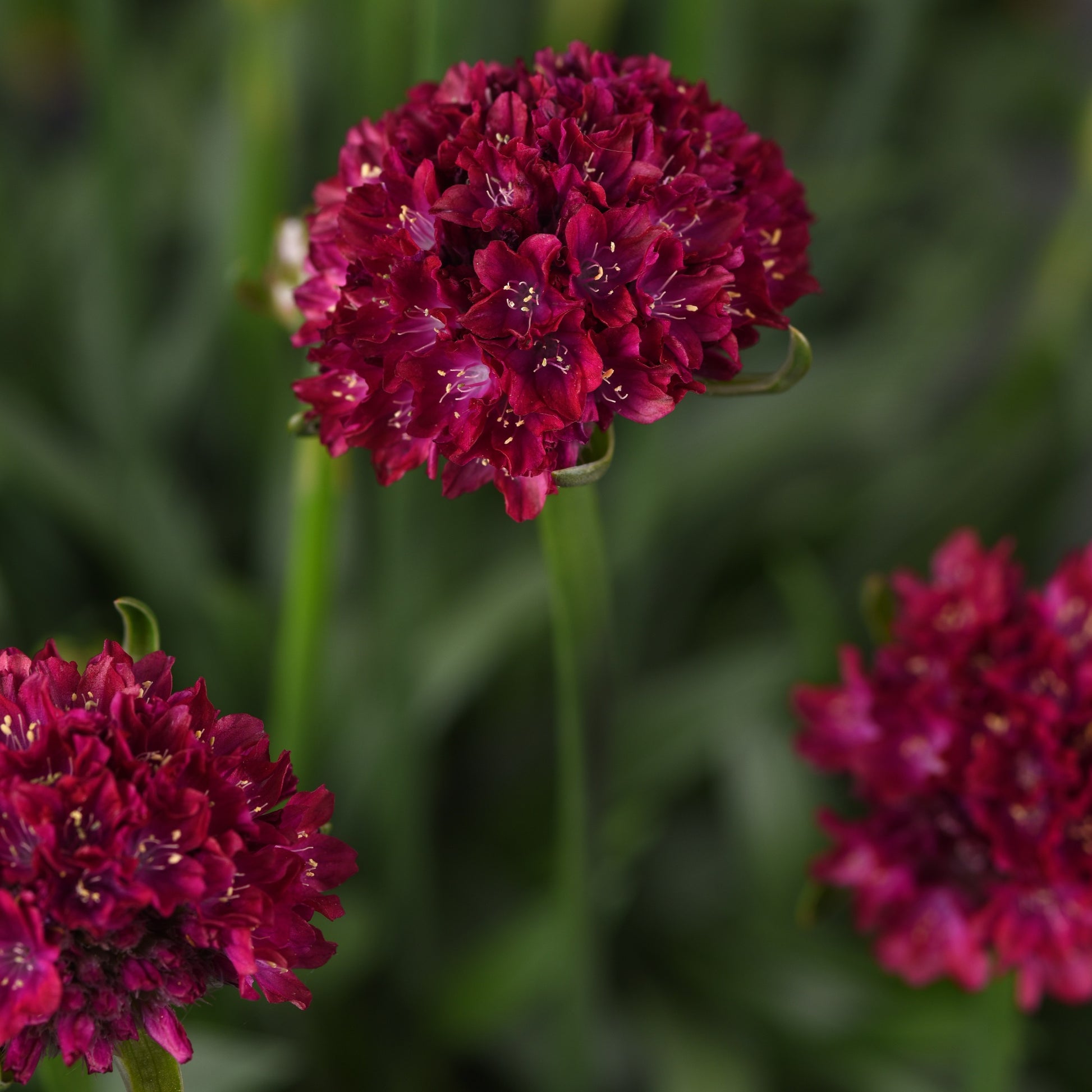Hypnotic Dreams Sea Thrift