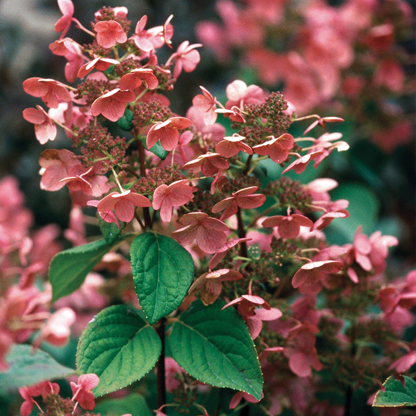 Quick Fire® Hydrangea