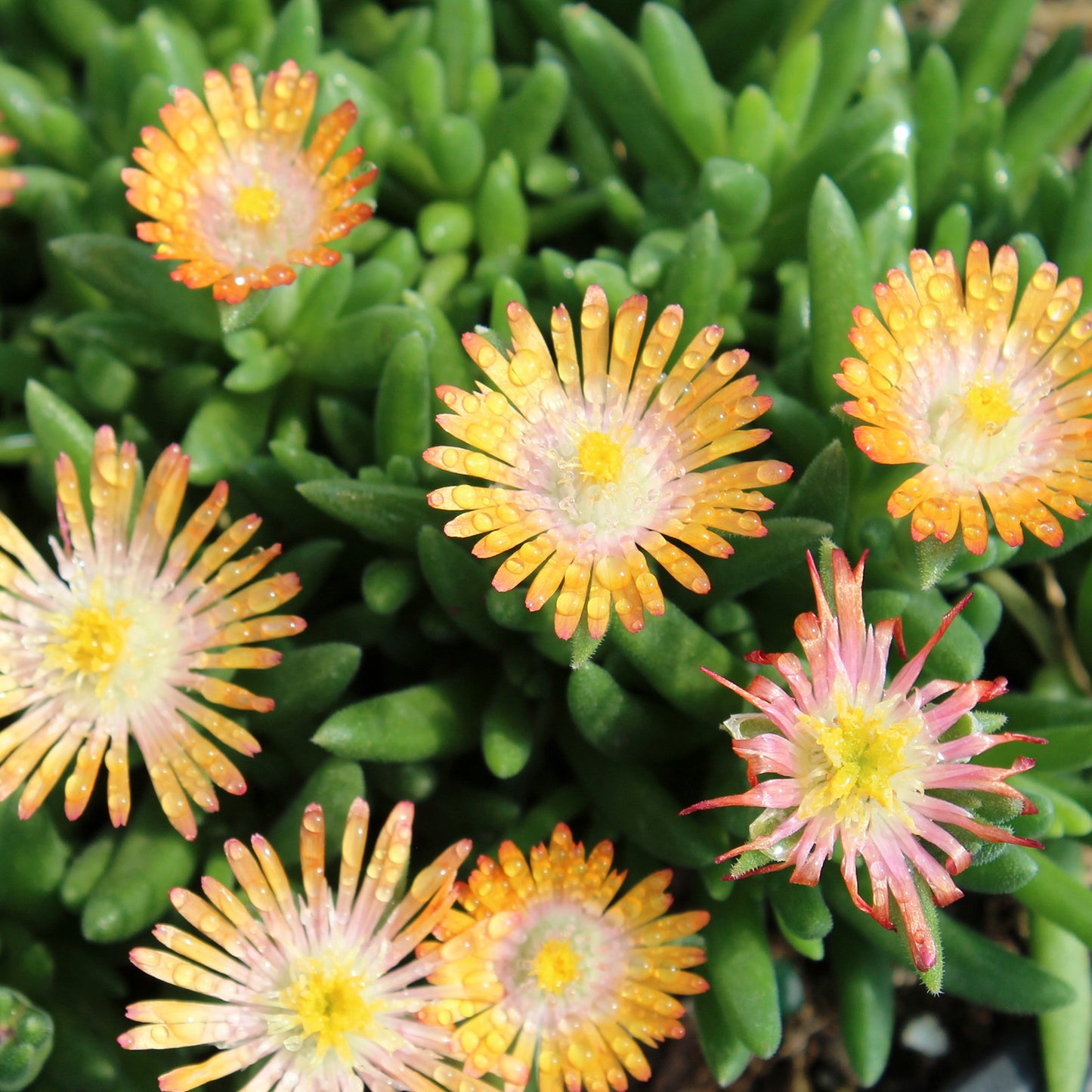 Topaz Ice Plant