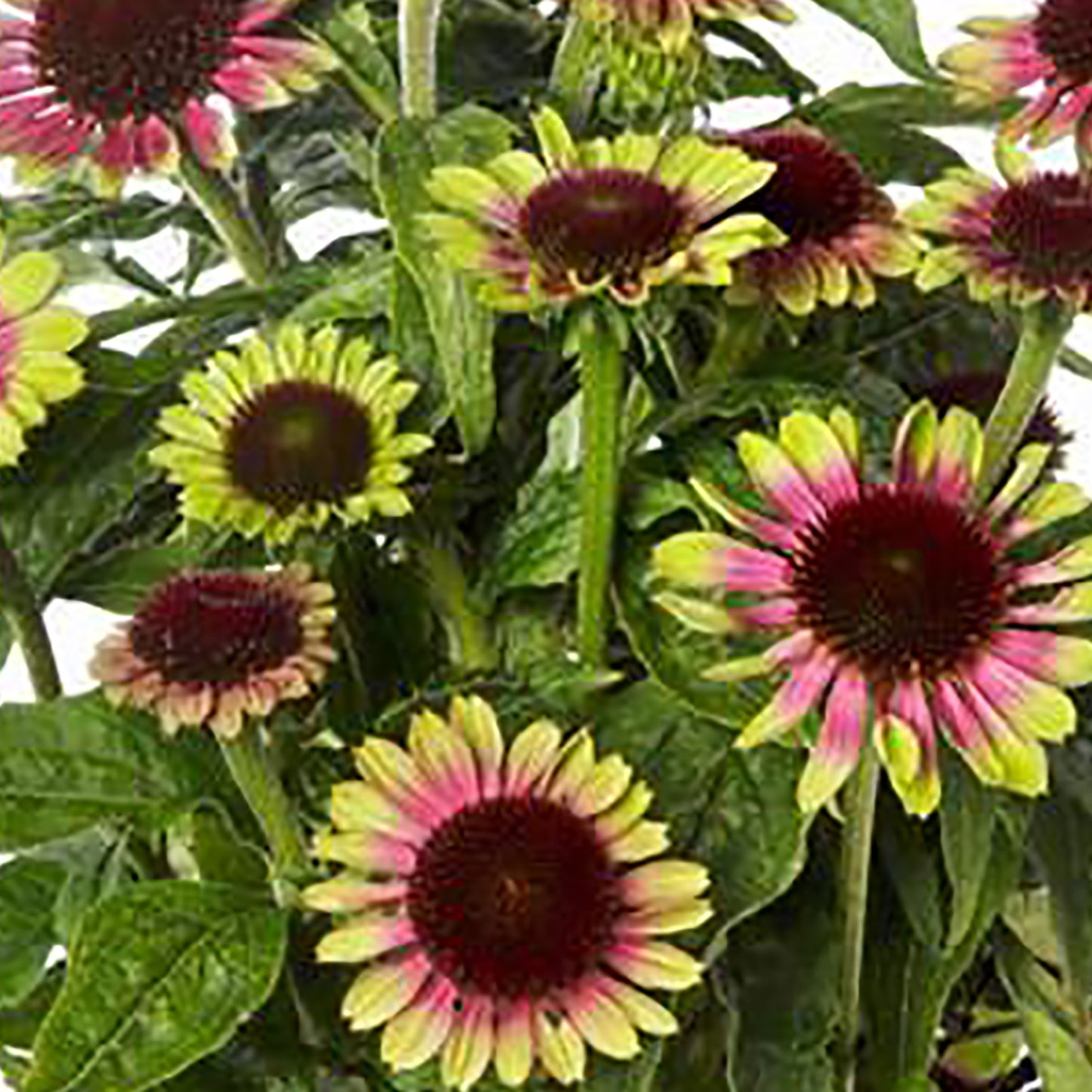 Vintage Lime Coneflower