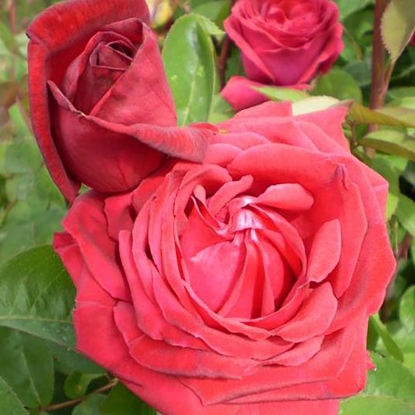 Kashmir Shrub Rose