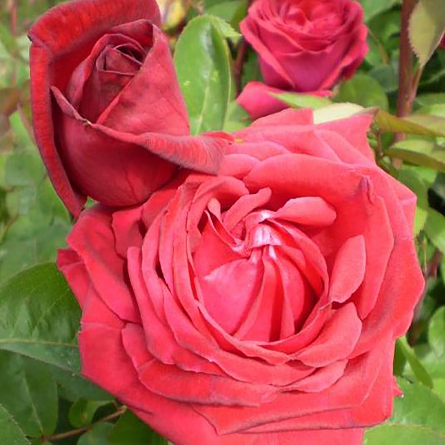 Kashmir Shrub Rose