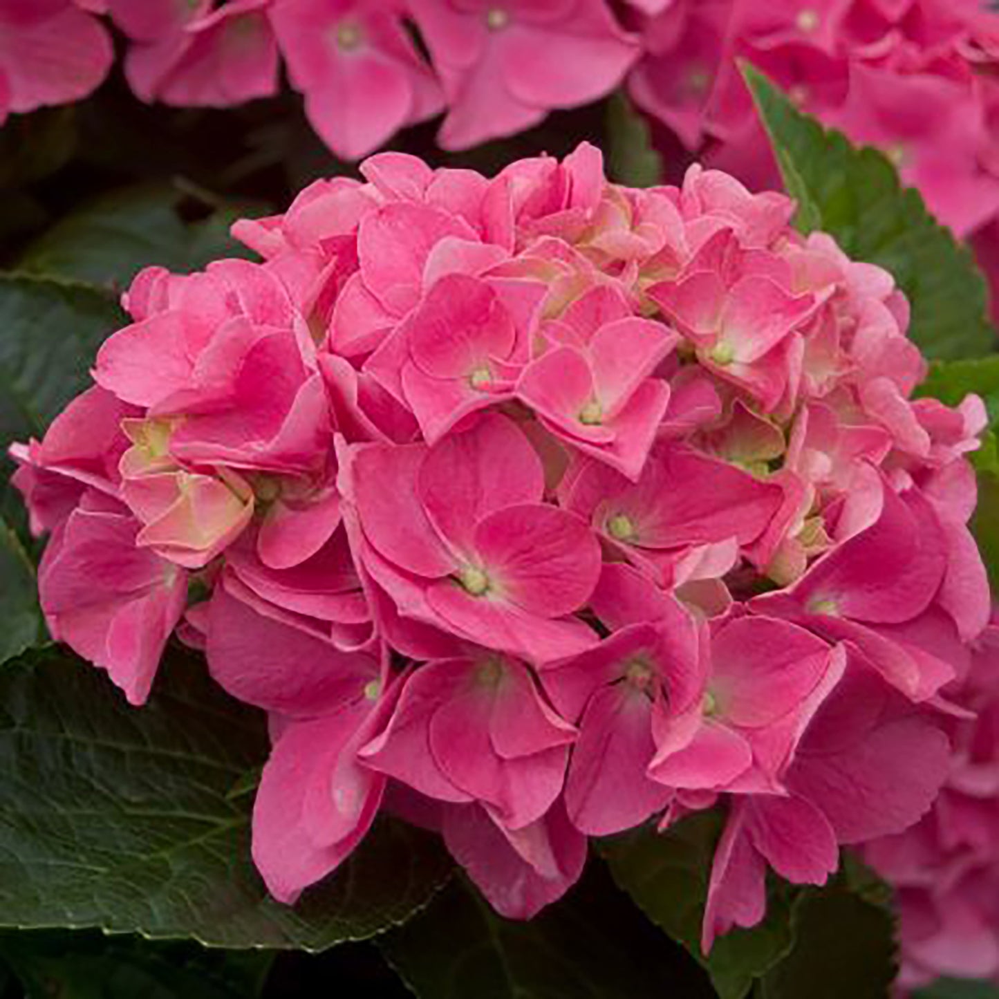 Vienna Bigleaf Hydrangea