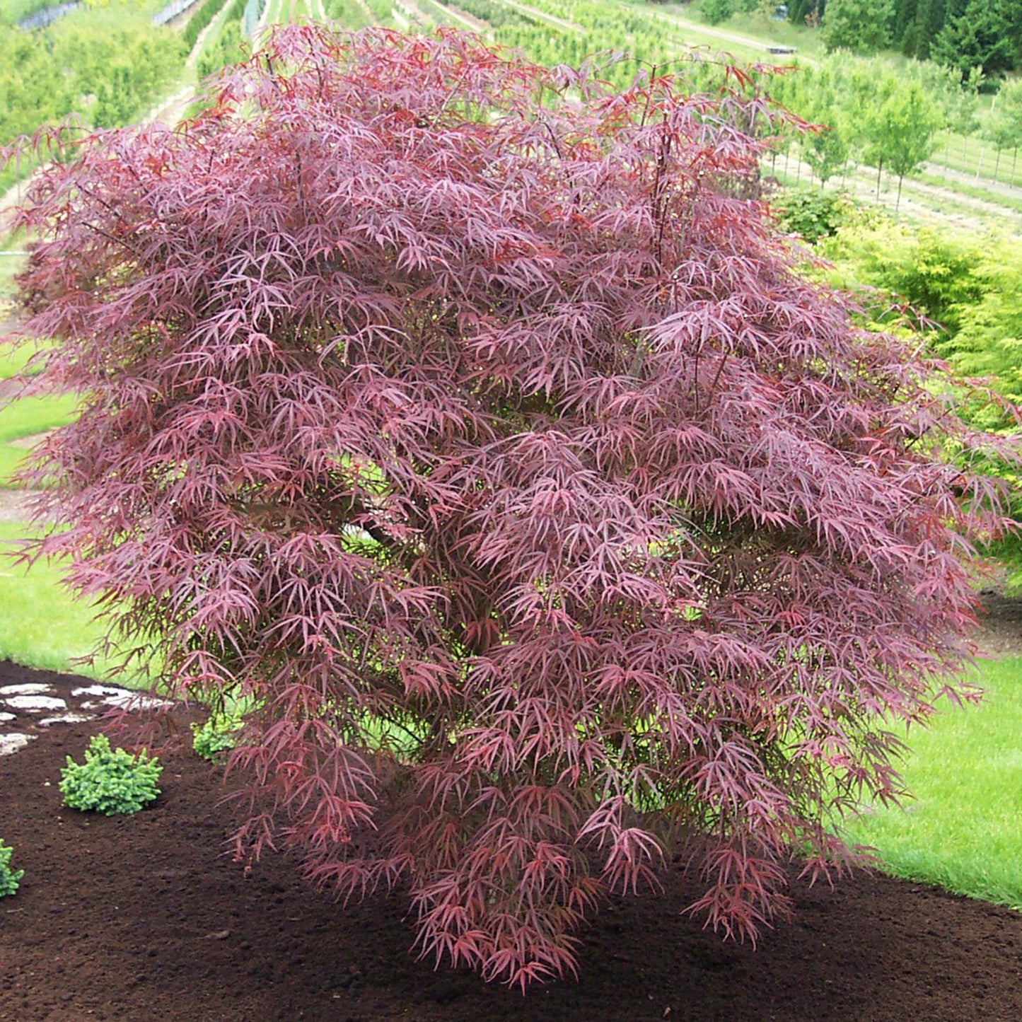 Atrolineare Japanese Maple