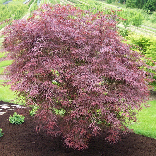 Atrolineare Japanese Maple