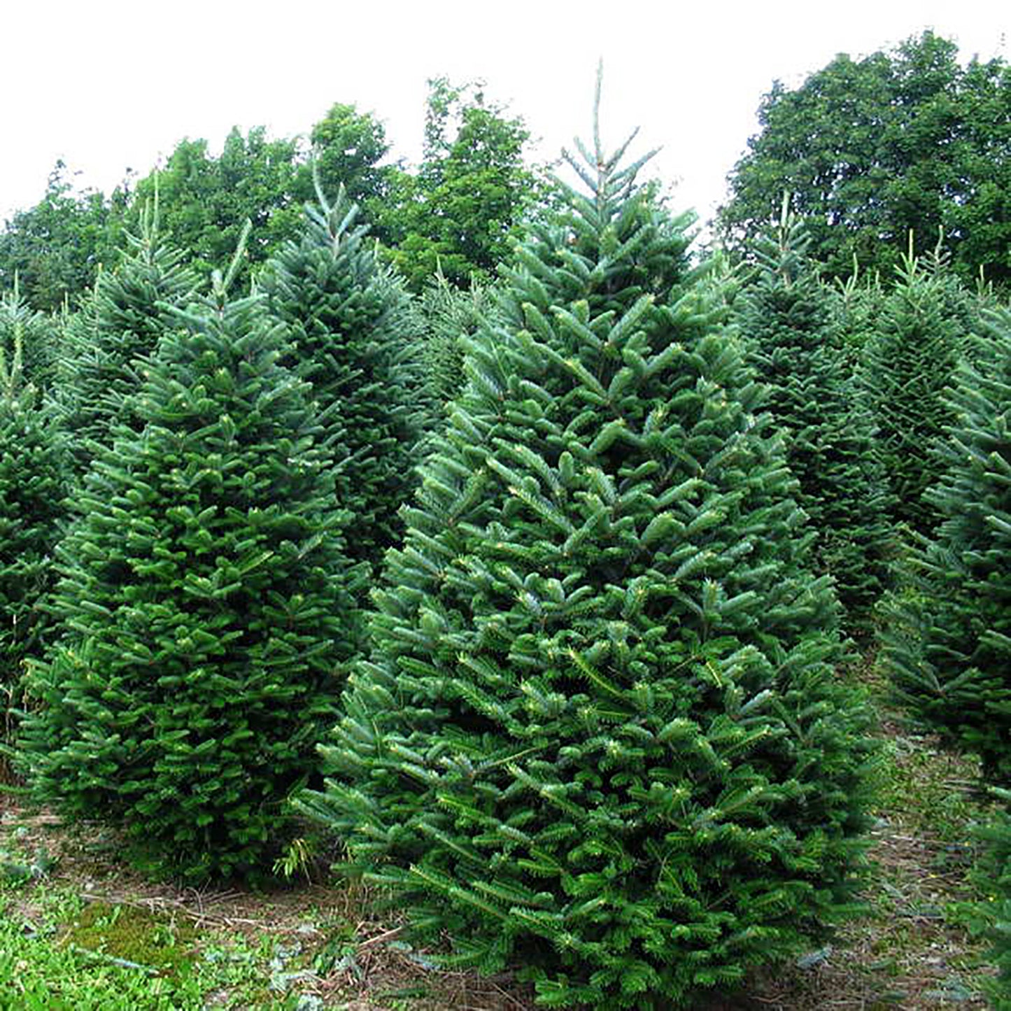 Fraser Fir