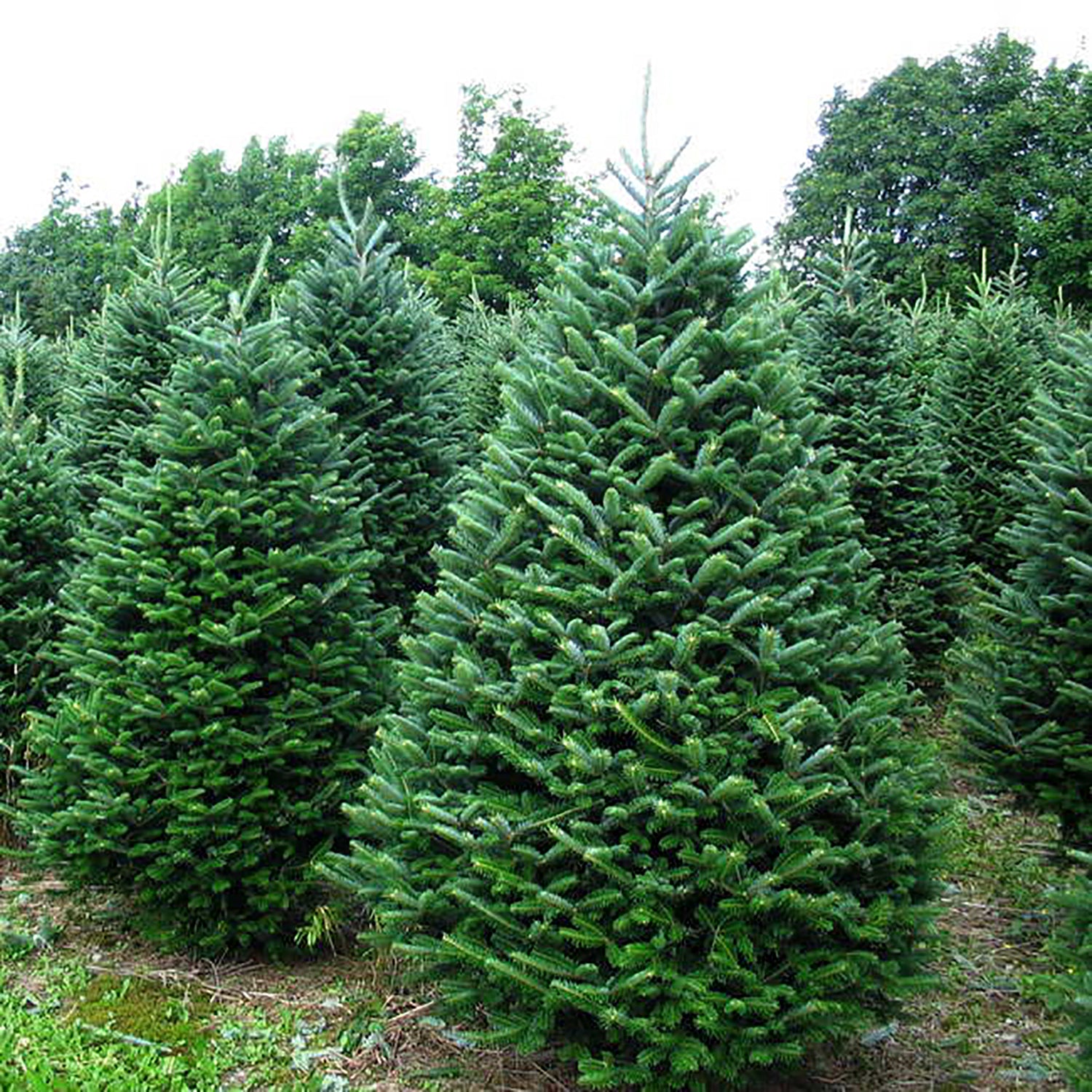 Fraser Fir