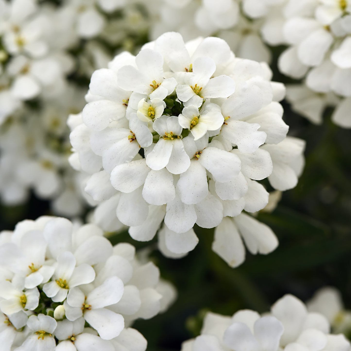 Snowsation Candytuft
