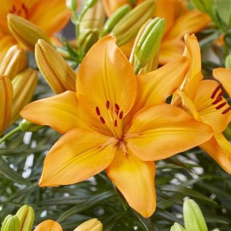 Lava Joy Asiatic Lily