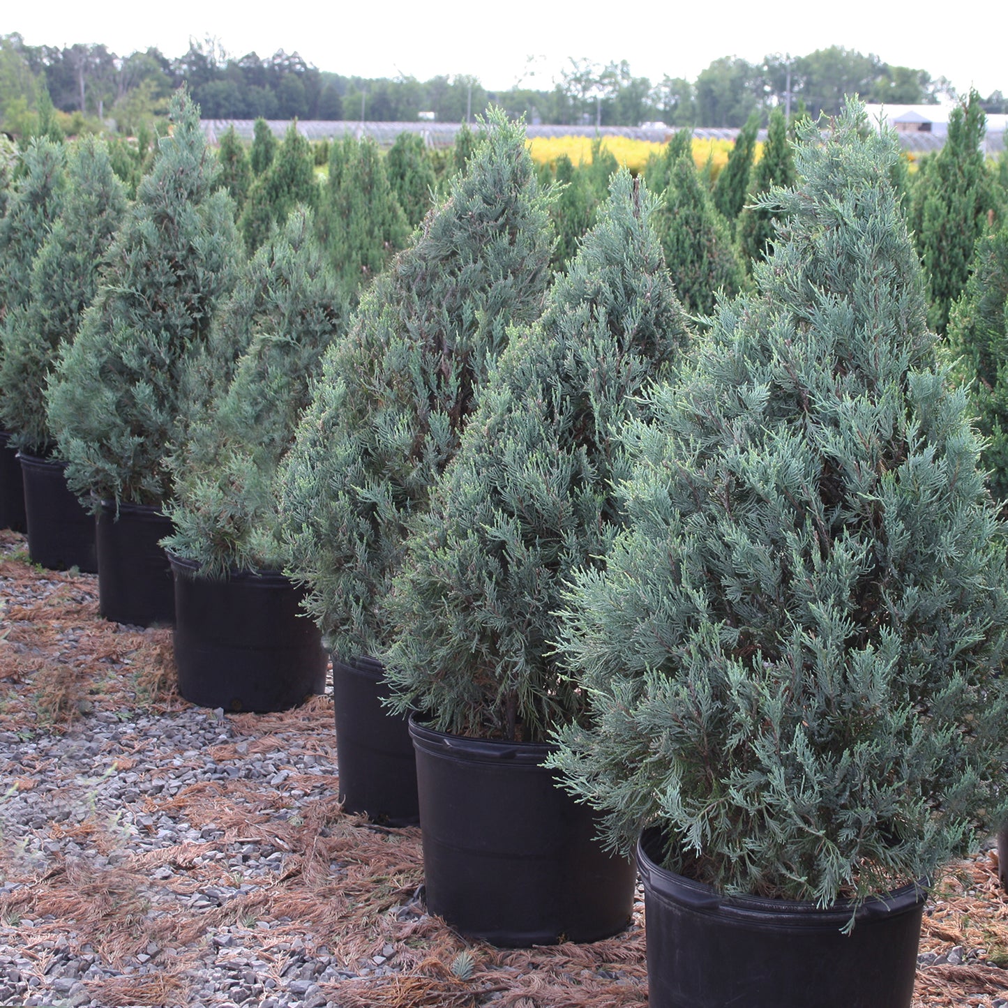 Wichita Blue Juniper