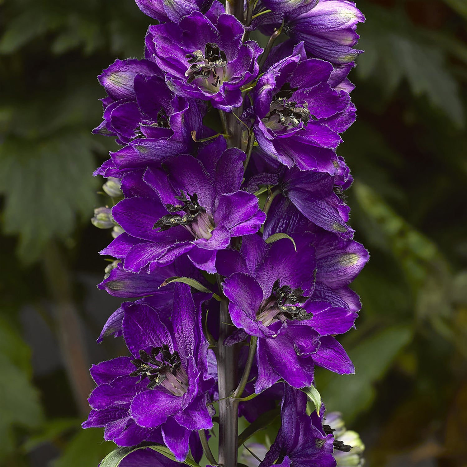 Dark Blue Black Bee Larkspur