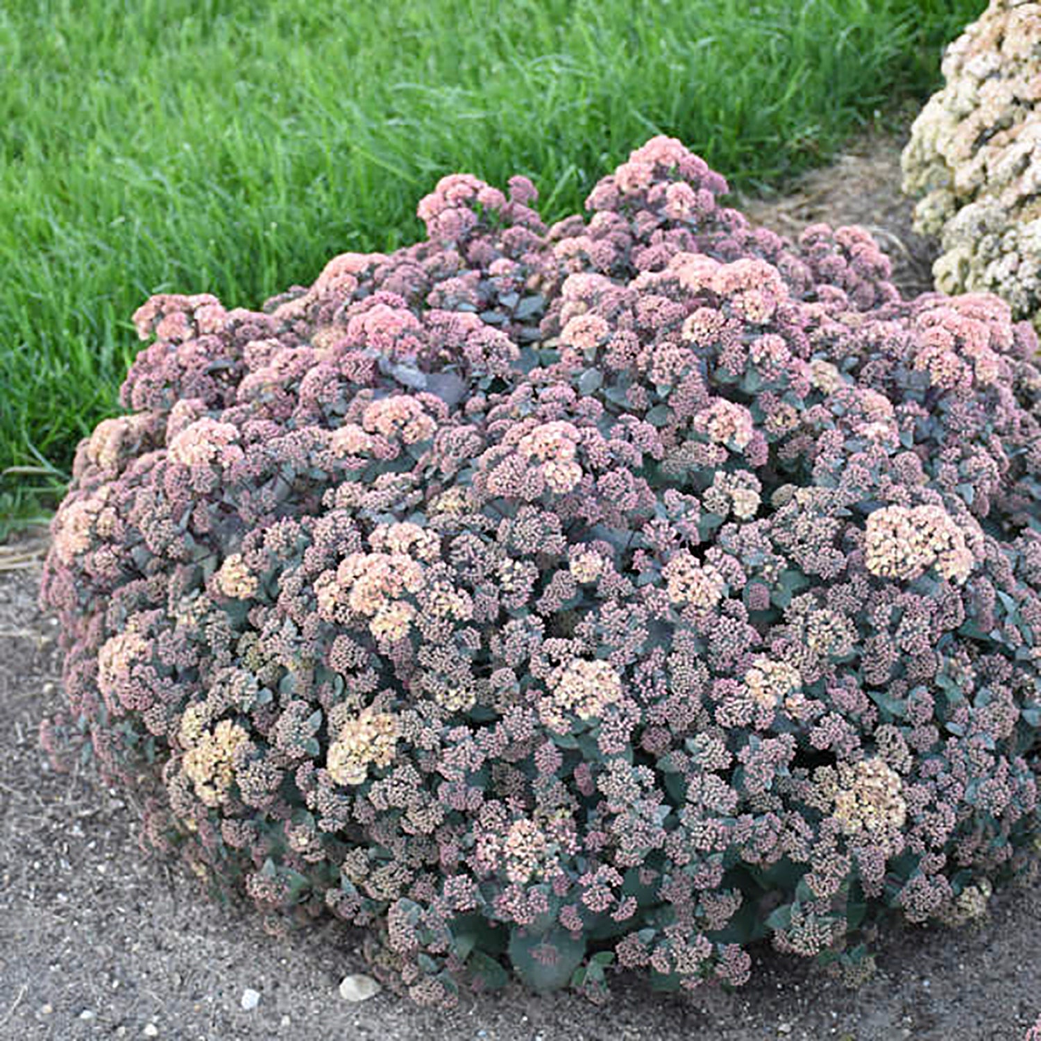 Spellbound Stonecrop