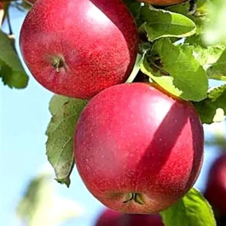 Red Jonathan Apple Tree