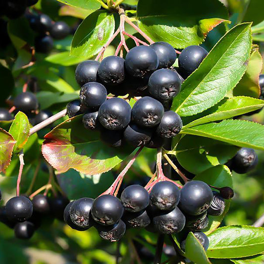 Black Chokeberry