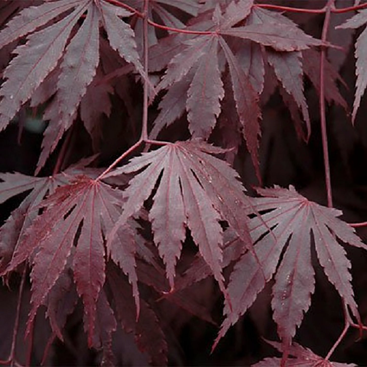 Yasemin Japanese Maple