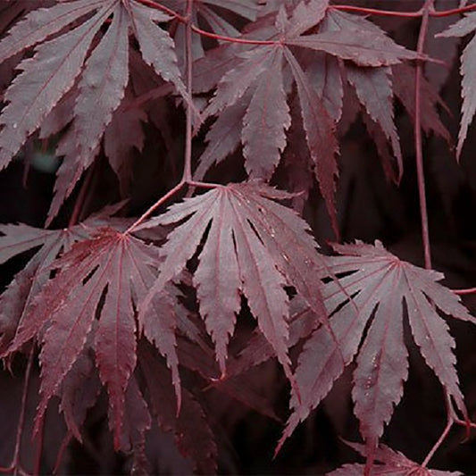 Yasemin Japanese Maple