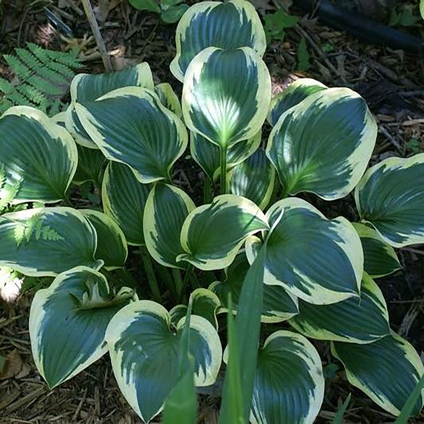 Queen Josephine Plantain Lily