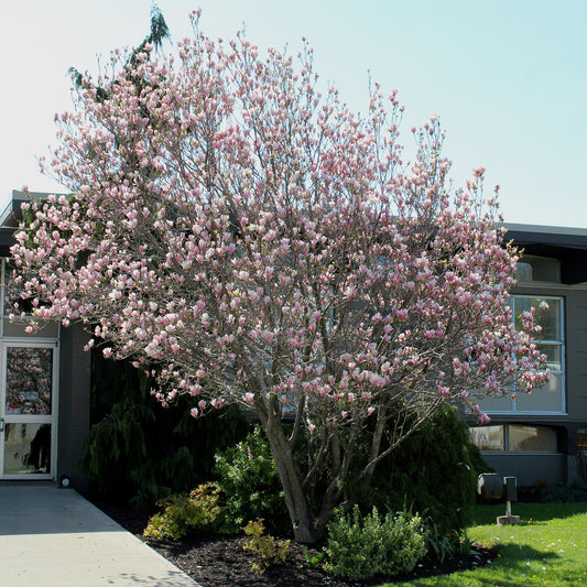Rustica Rubra Magnolia