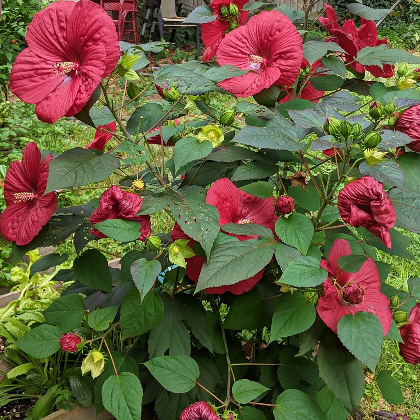 MoonShadow™ Carmine Hibiscus