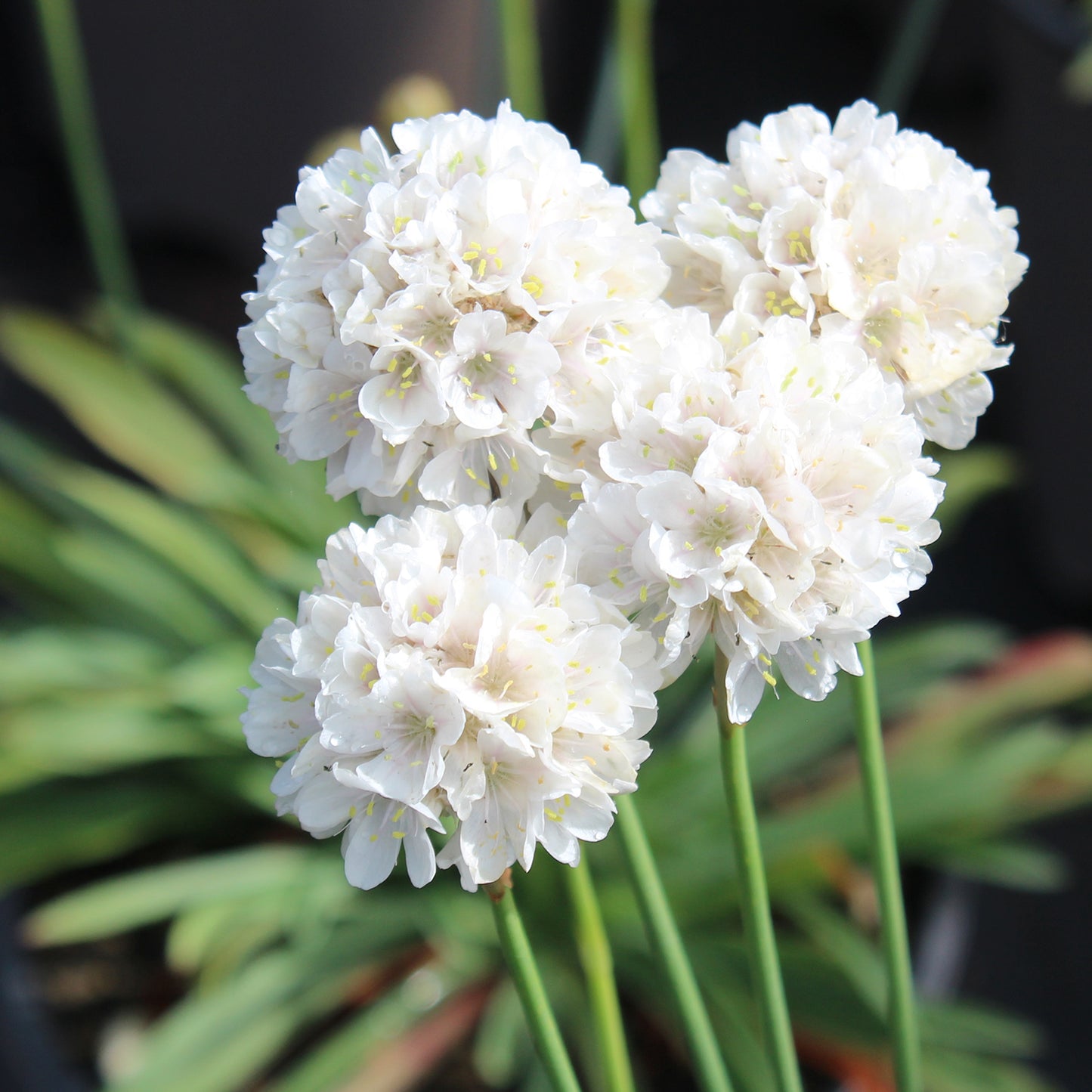 Ballerina White Sea Thrift