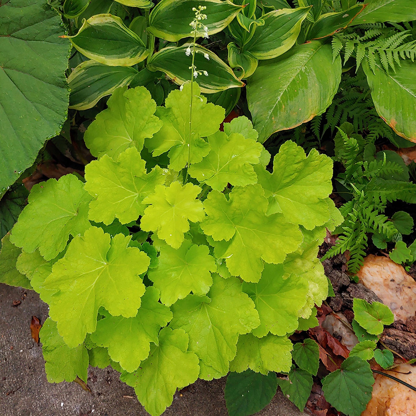 Chartreuse Charmer Coral Bells