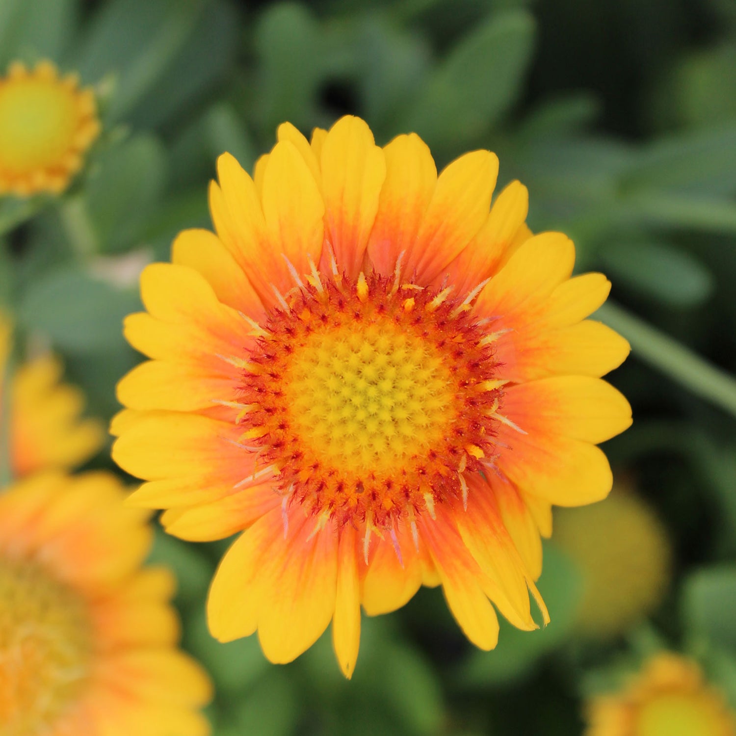 Mesa Peach Blanket Flower