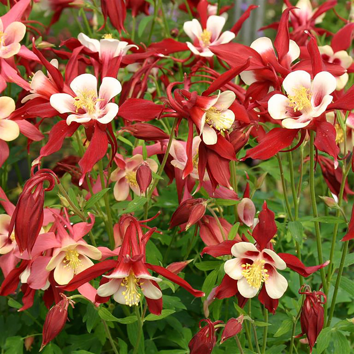 Red and White Columbine