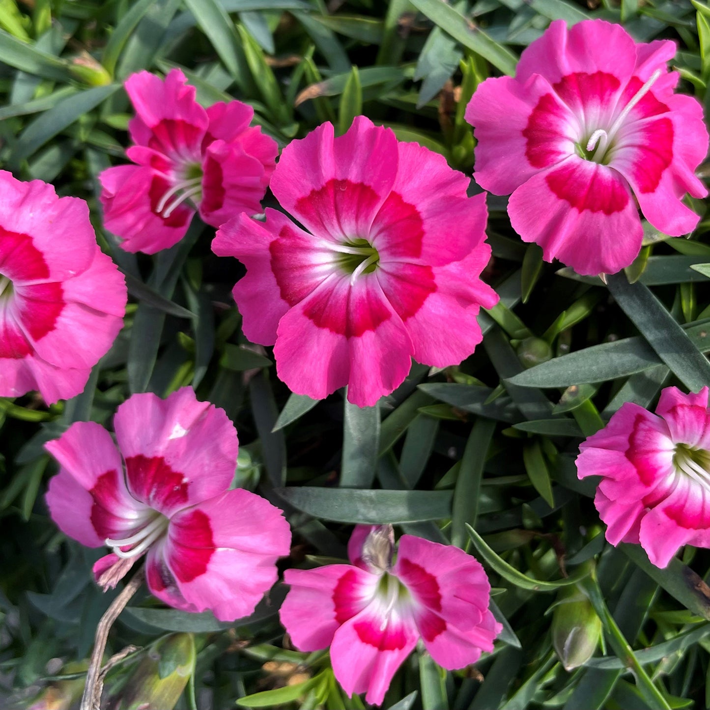 Pink Swirl Pinks