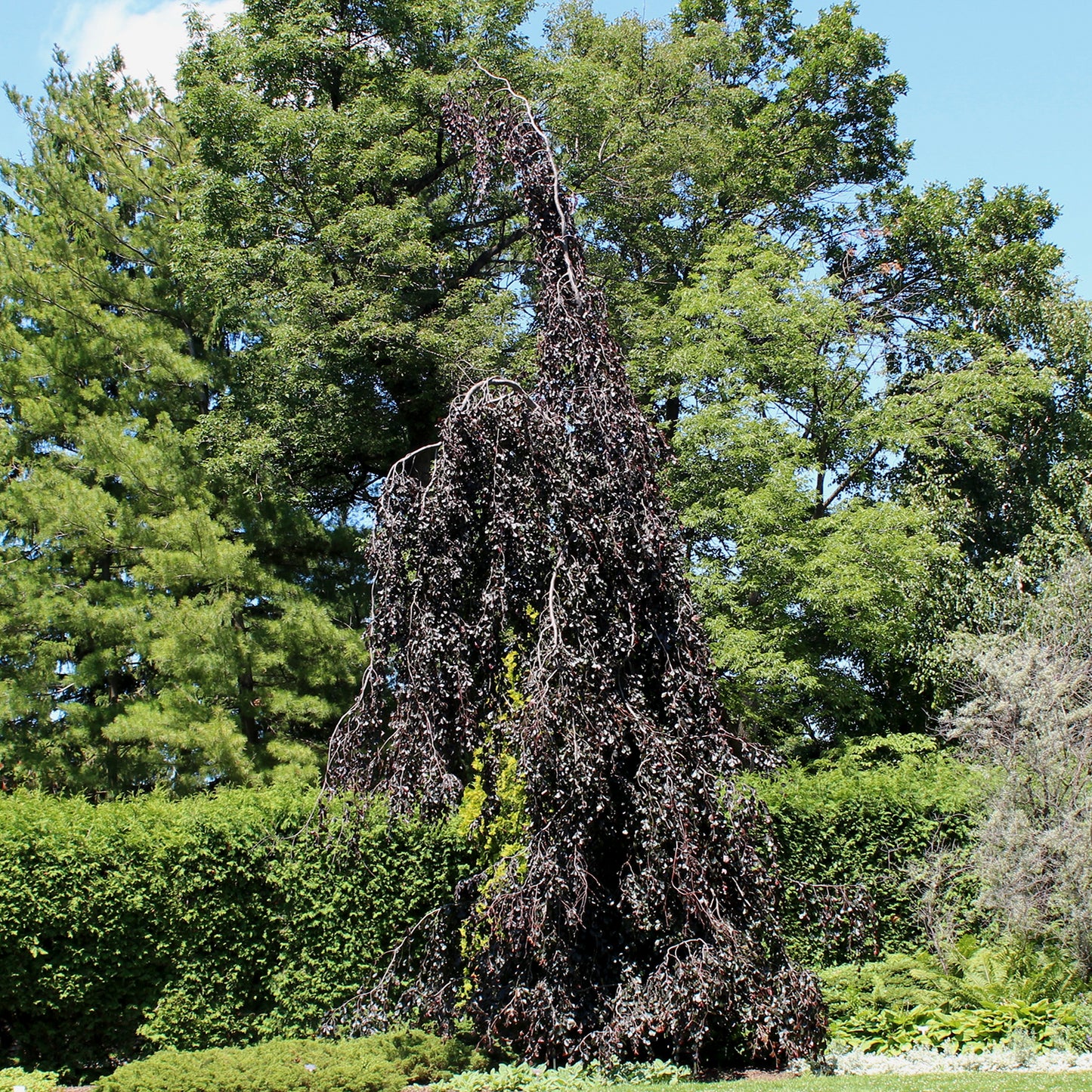 Purple Fountain Beech