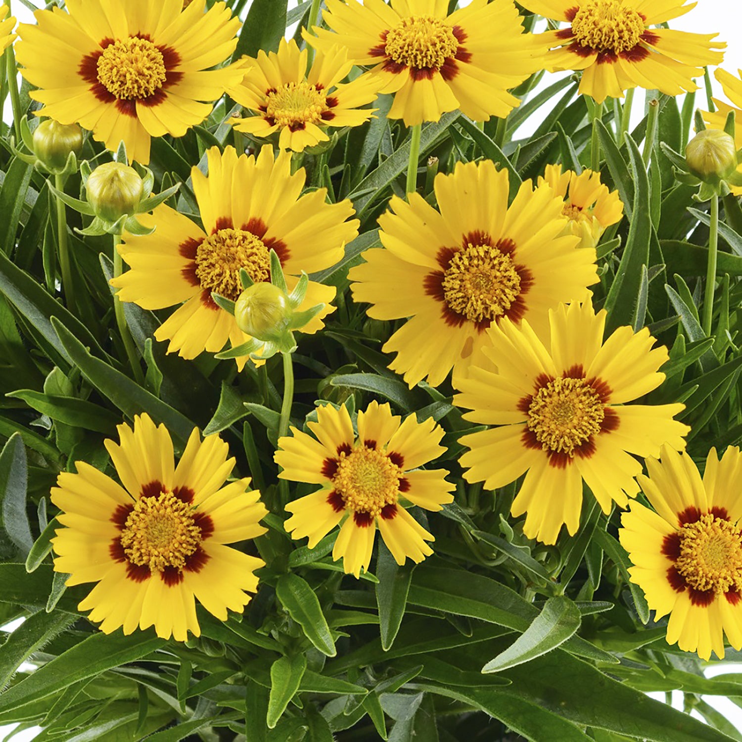 Bright Touch Tickseed