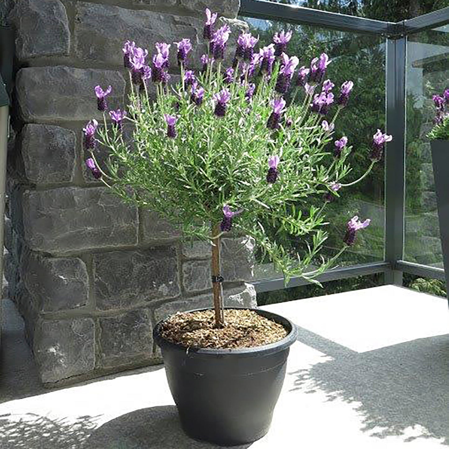 Anouk Spanish Lavender