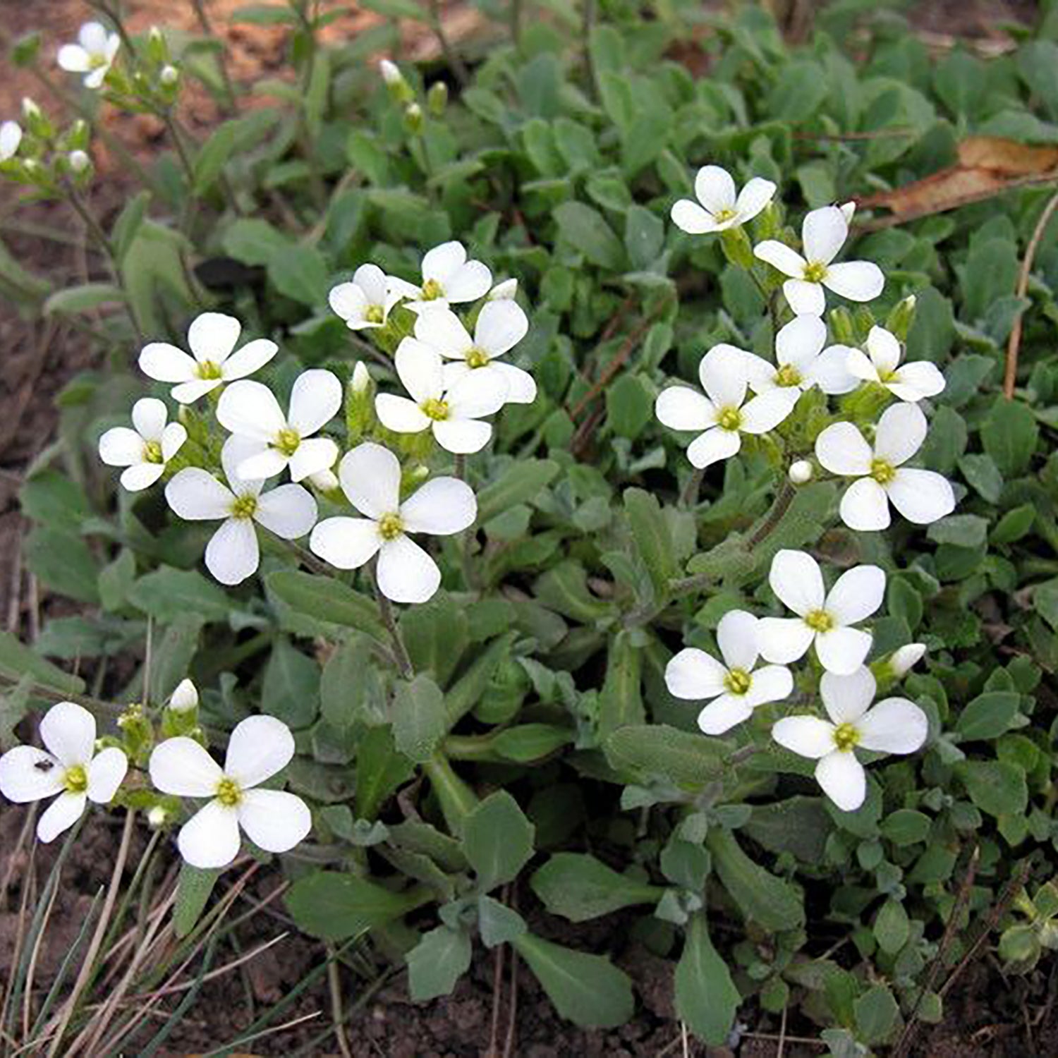 White Rock Cress