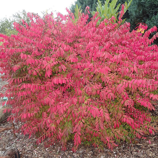 Little Moses Burning Bush