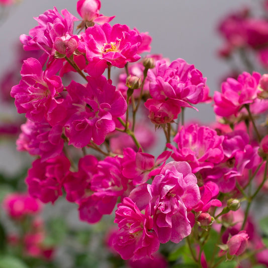 Pretty Polly® Pink Polyantha Rose