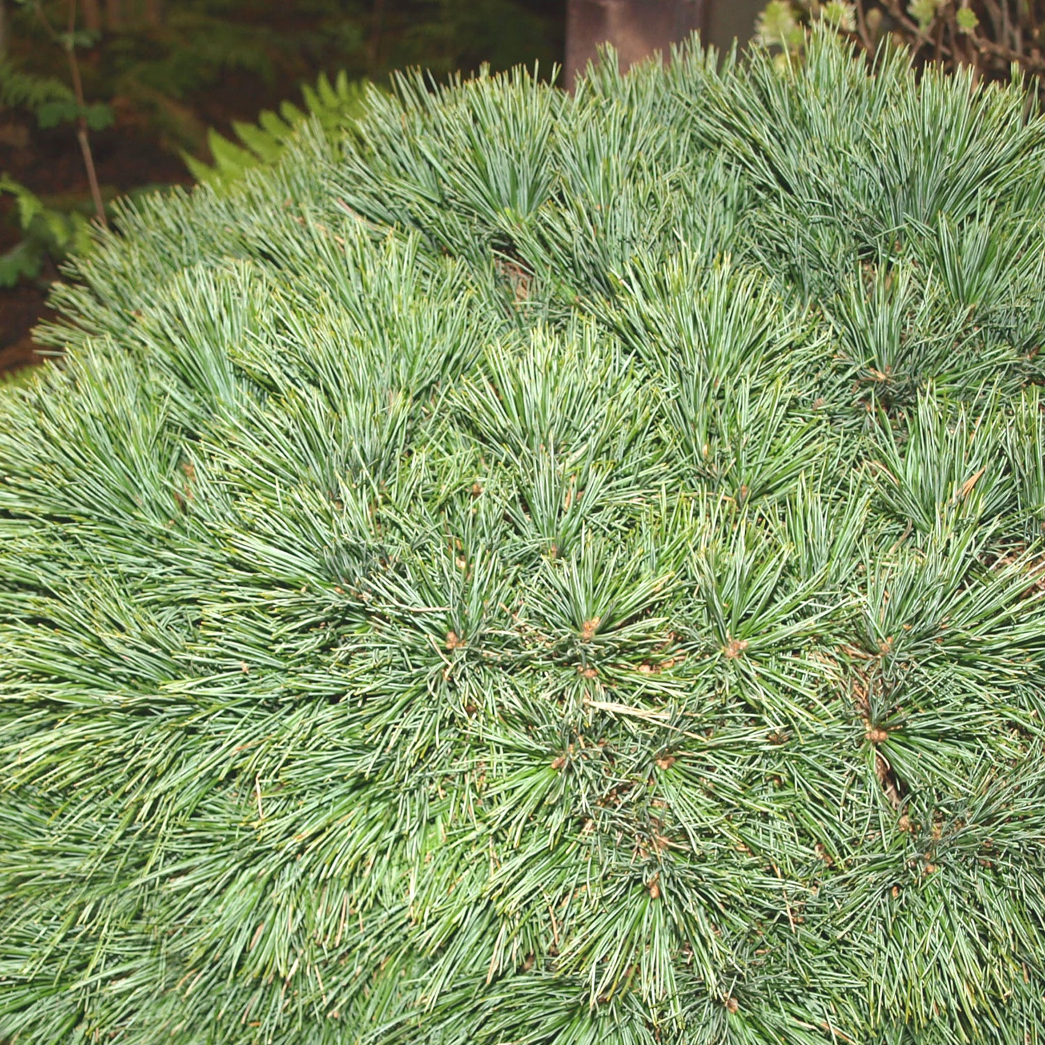 Blue Shag White Pine