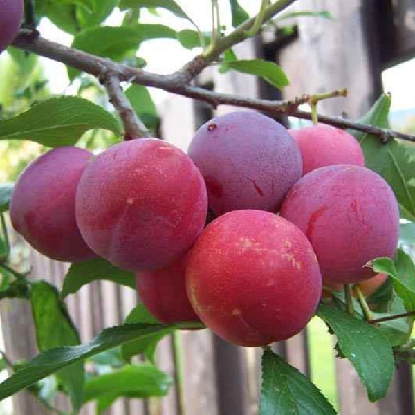 Toka Japanese Plum Tree