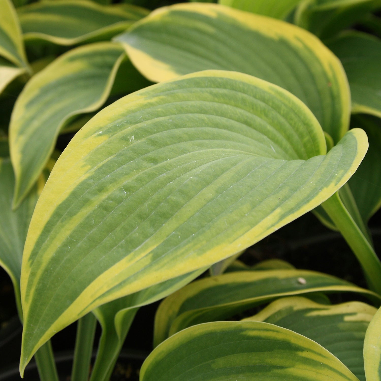 Climax Plantain Lily