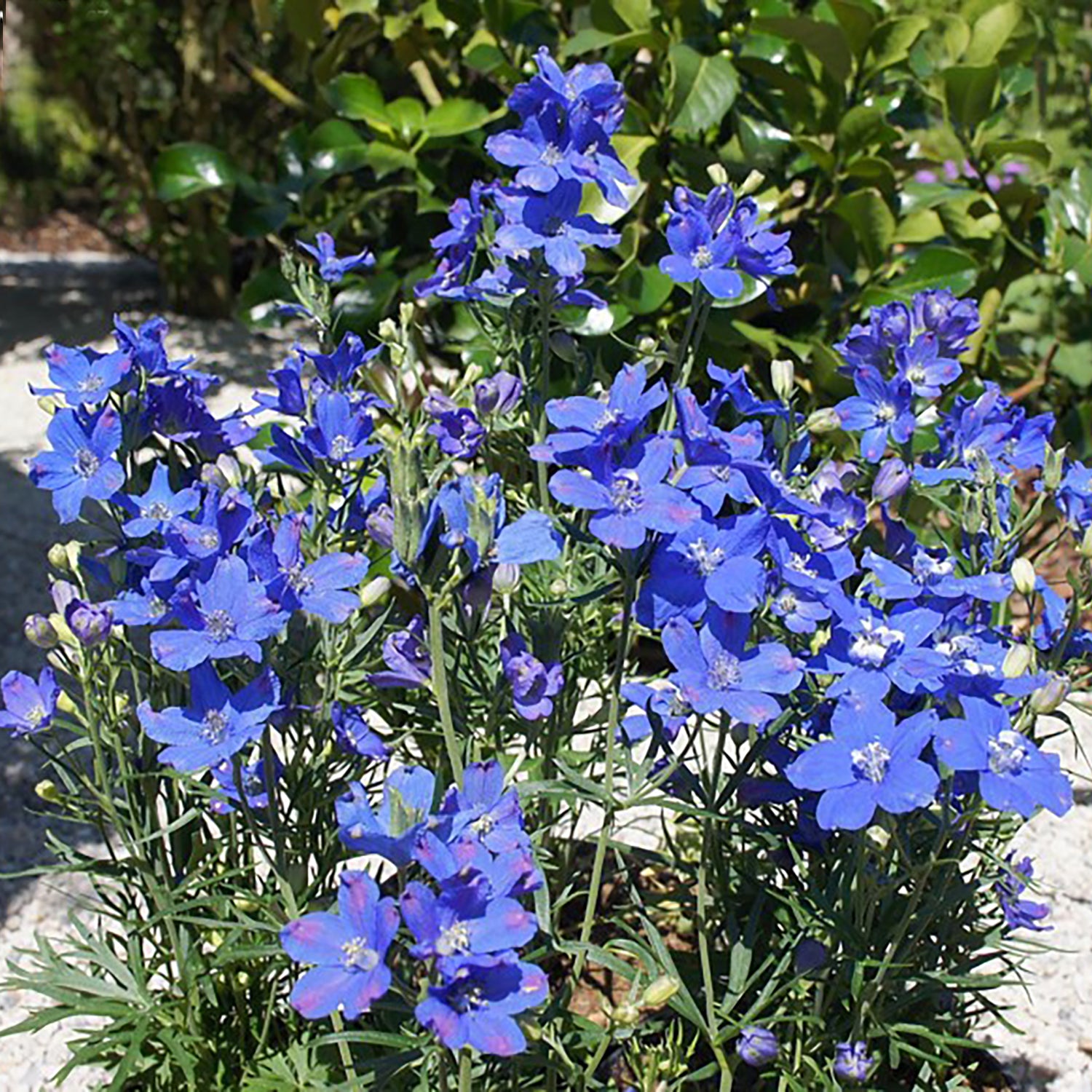 Delfix® Blue Larkspur
