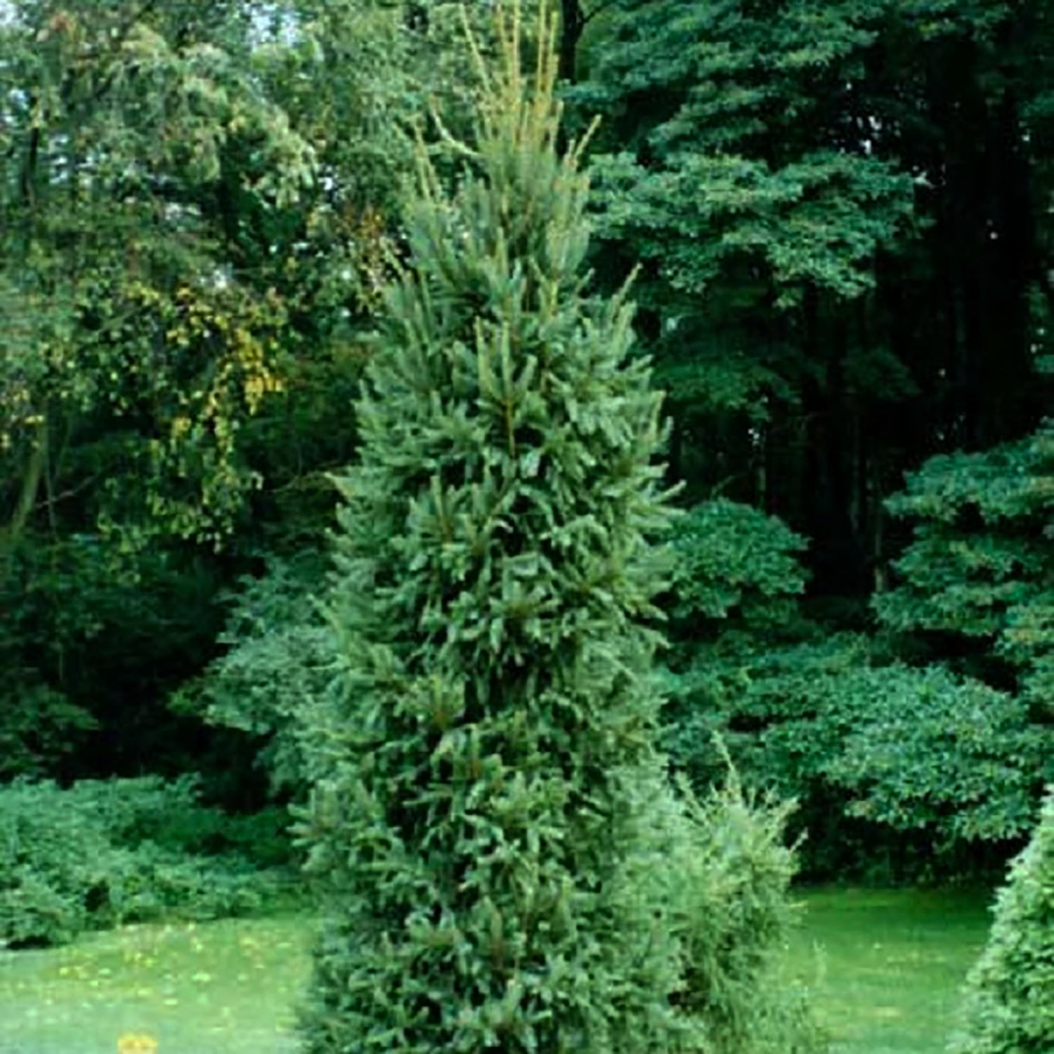 Columnar Black Spruce