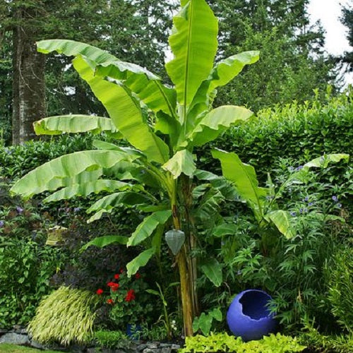 Hardy Banana