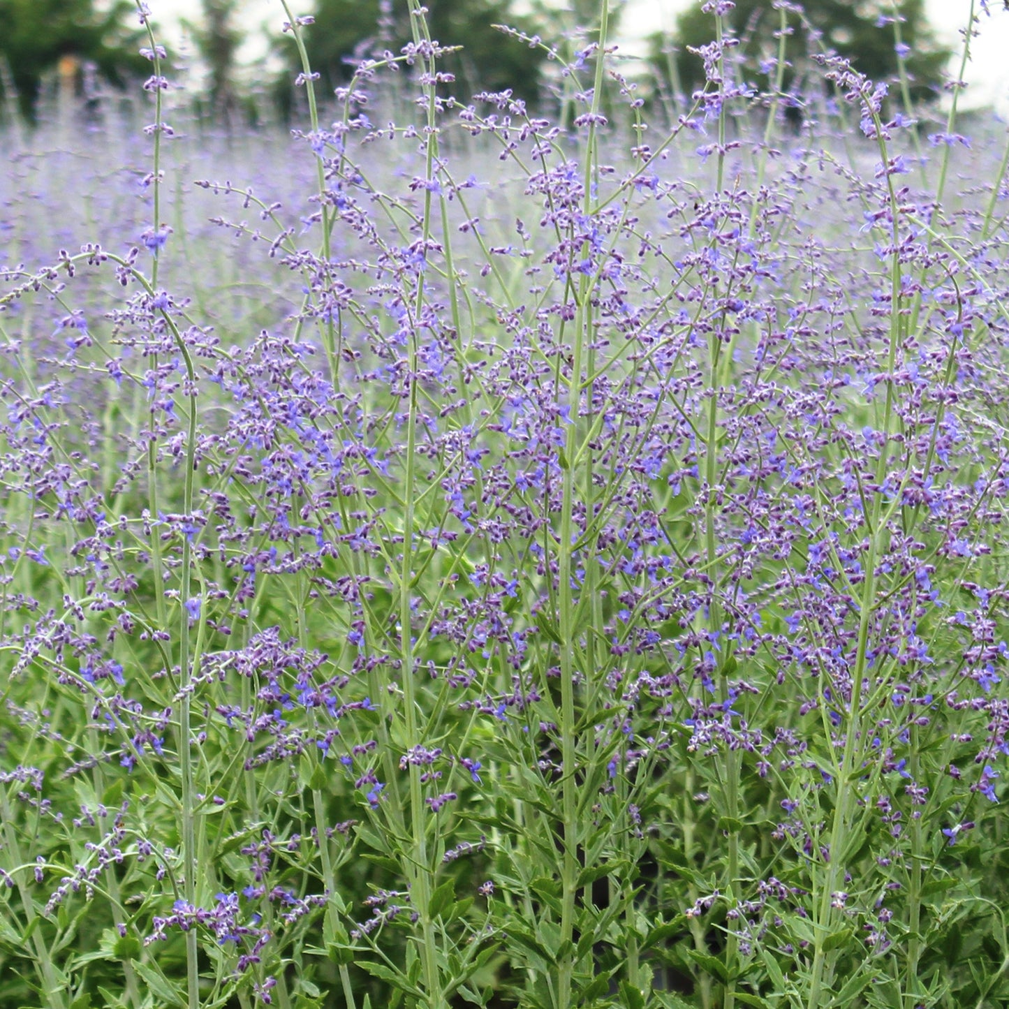 Little Spire Russian Sage