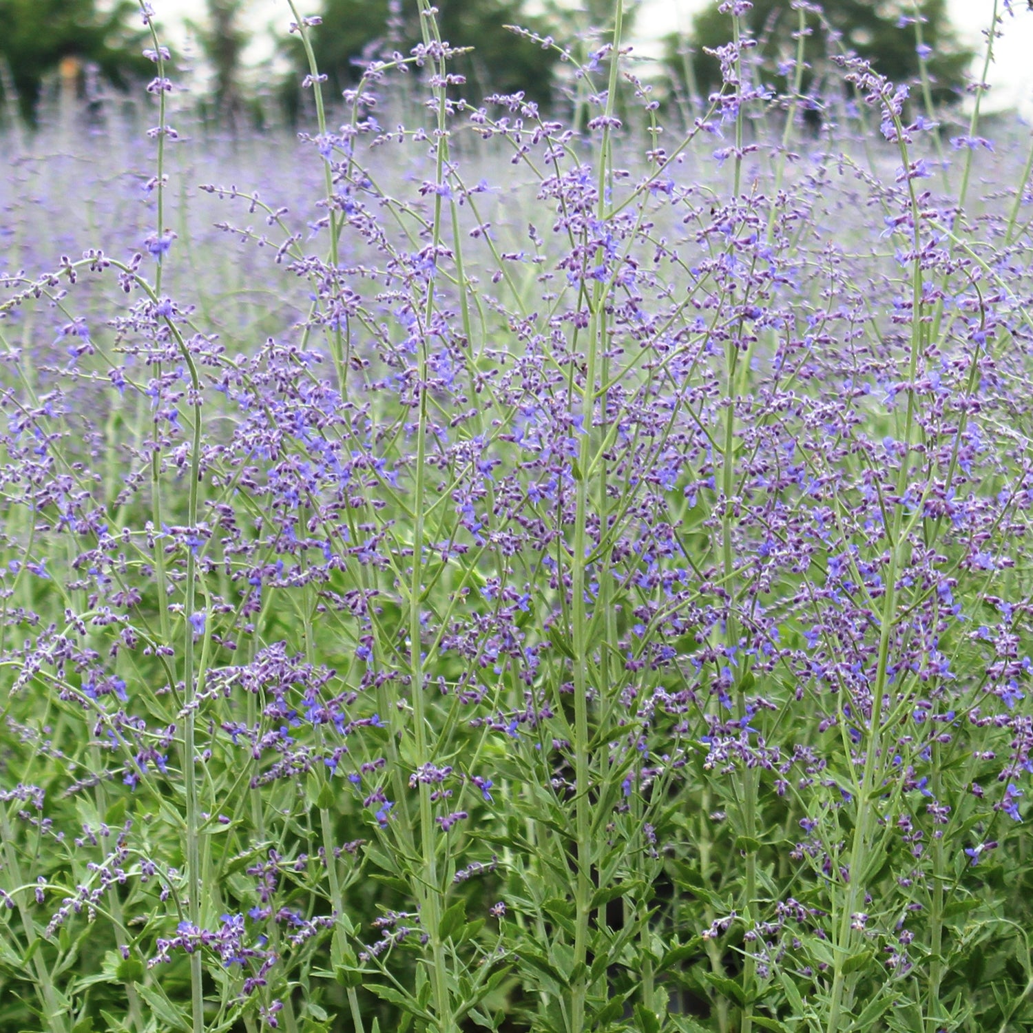 Little Spire Russian Sage