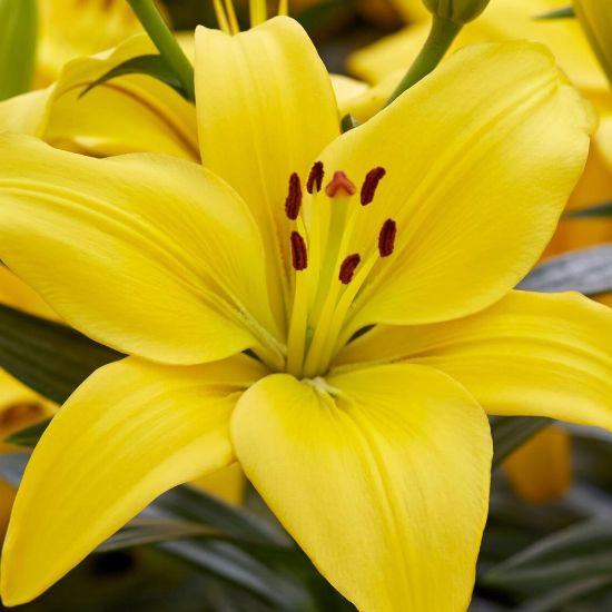 Charlotte's Joy Asiatic Lily