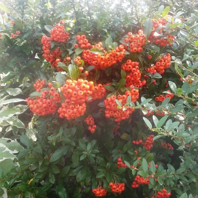 Teton Firethorn