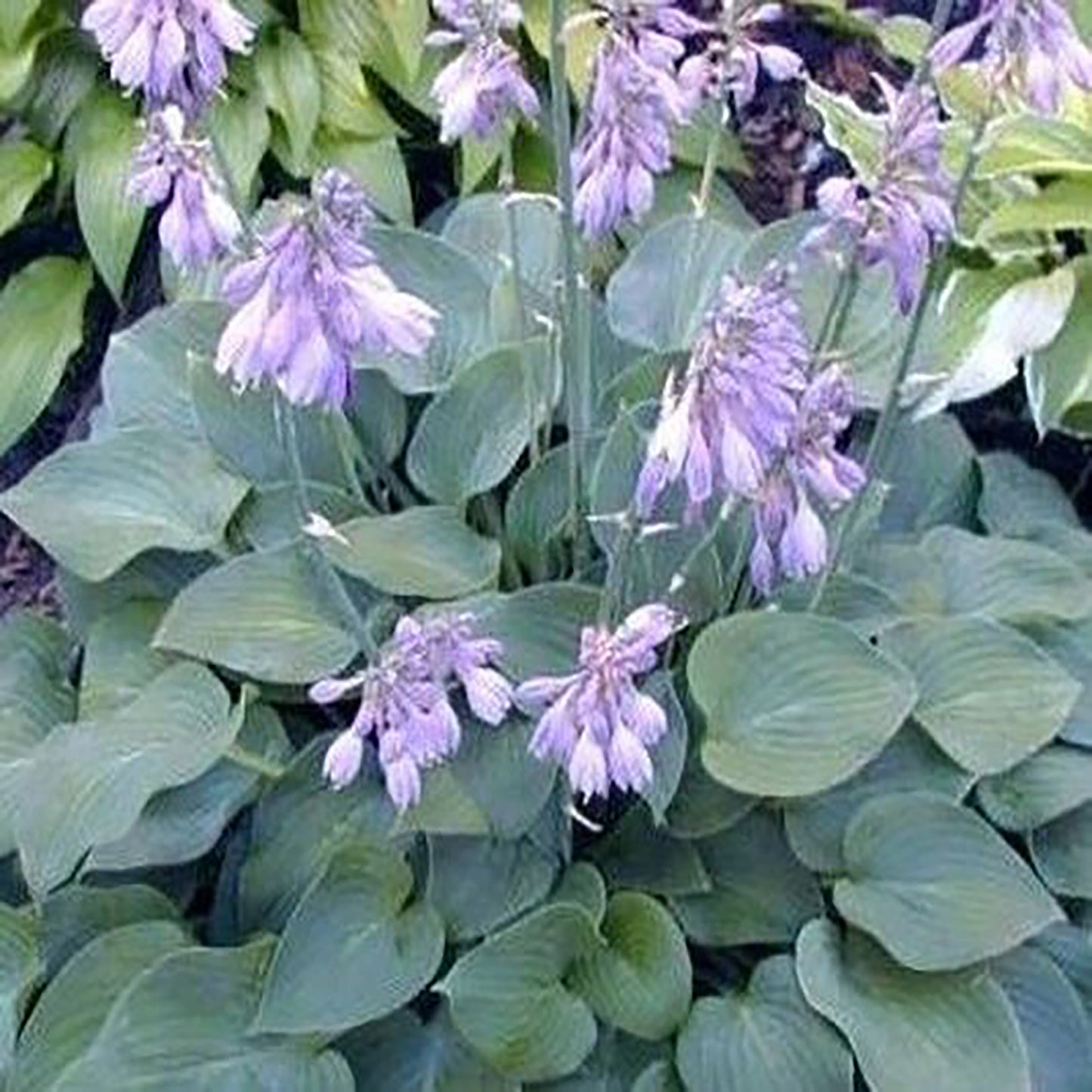Blue Cadet Plantain Lily
