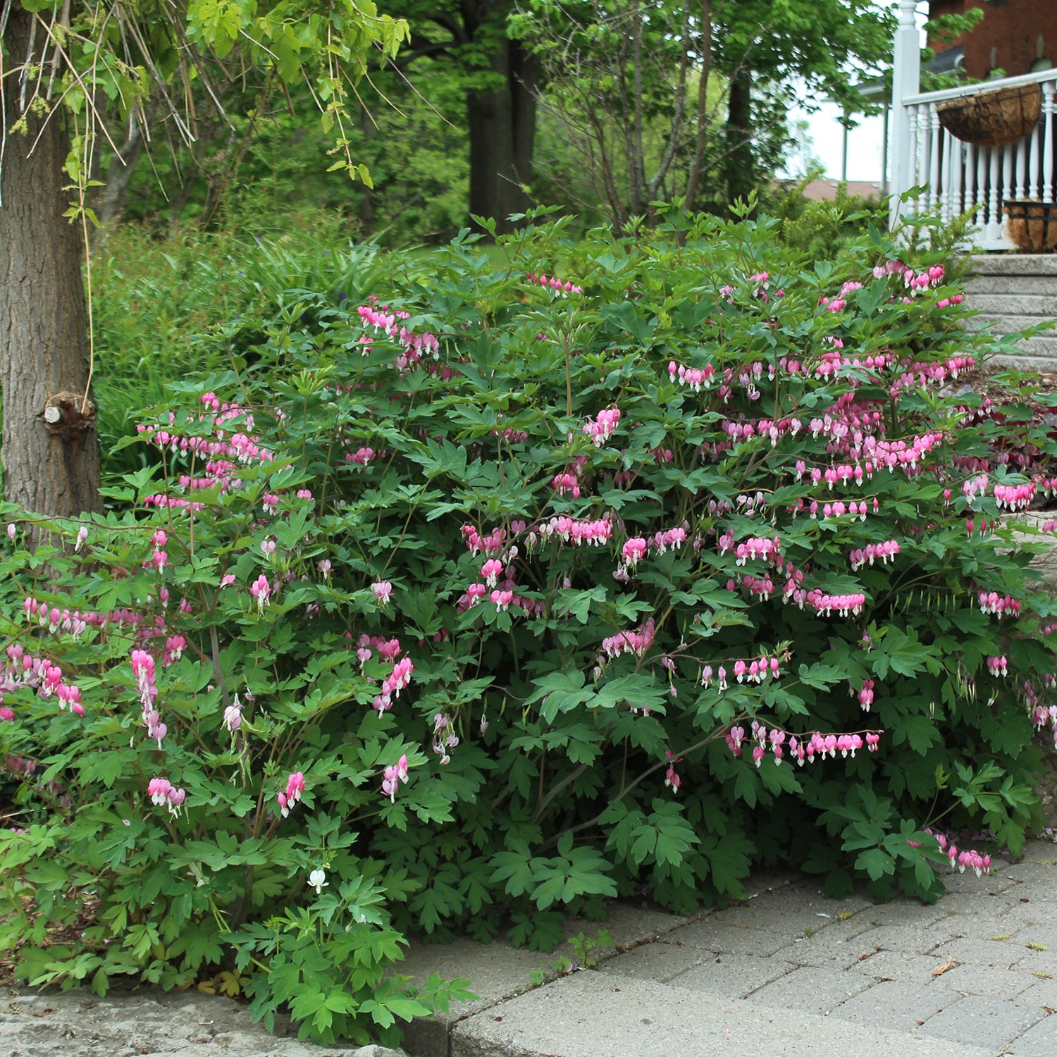 Bleeding Heart