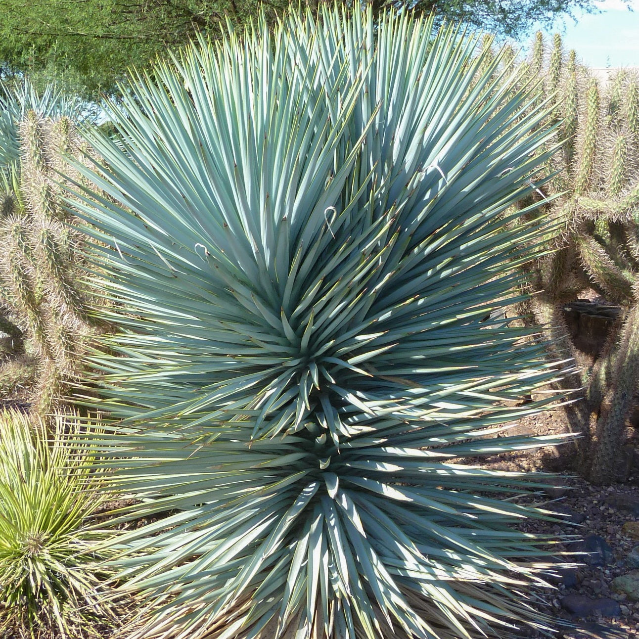 Blue Sentry Yucca