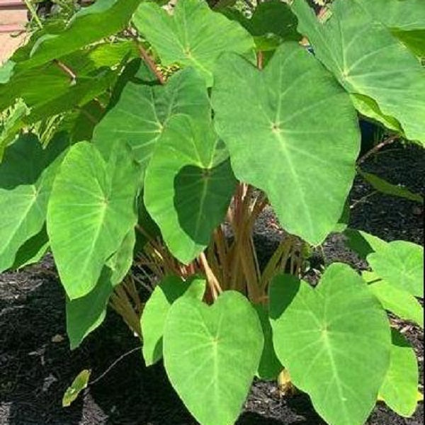 Polargreen Elaphant Ears